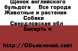 Щенок английского бульдога  - Все города Животные и растения » Собаки   . Свердловская обл.,Бисерть п.